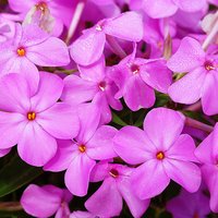 Photo of Phlox 'Forever Pink'