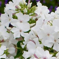 Photo of Phlox paniculata 'Sweet Summer White'