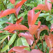 Photo of Photinia x fraseri 'Red Robin' 100-125cm