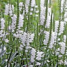 Photo of Physostegia virginiana 'Alba'