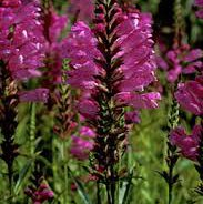 Photo of Physostegia virginiana 'Vivid'