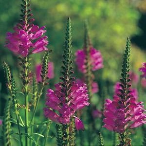 Photo of Physostegia virginiana 'Vivid'