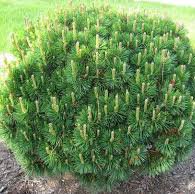 Photo of Pinus mugo 'Mughus'