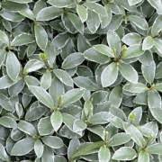 Photo of Pittosporum tenuifolium 'Silver Ball'