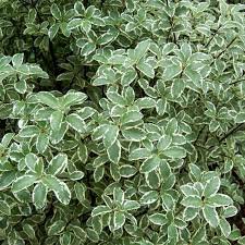 Photo of Pittosporum tenuifolium 'Silver Queen'