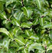 Photo of Pittosporum tenuifolium