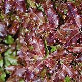 Photo of Pittosporum tenuifolium 'Tom Thumb'