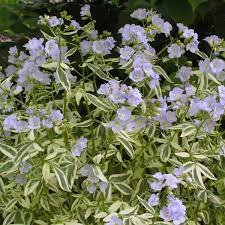 Photo of Polemonium reptans 'Stairway to Heaven'