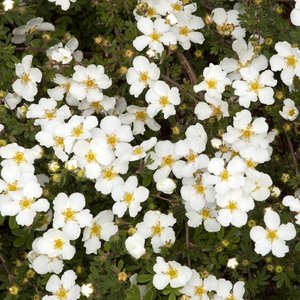 Photo of Potentilla fruticosa 'Abbotswood'