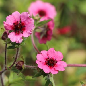 Photo of Potentilla 'Miss Willmott'