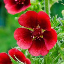 Photo of Potentilla 'Monarch's Velvet'
