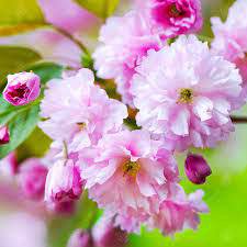 Photo of Prunus ''Kanzan'