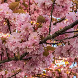 Photo of Prunus ''Kanzan'