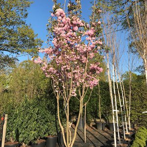 Photo of Prunus 'Kanzan' multi stem tree