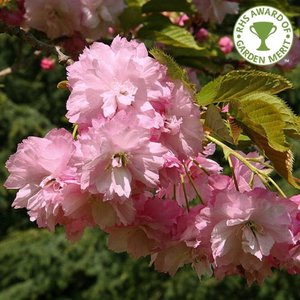 Photo of Prunus ''Pink Perfection'