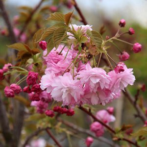 Photo of Prunus ''Pink Perfection'