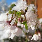 Photo of Prunus incisa 'Kojo-no-mai'