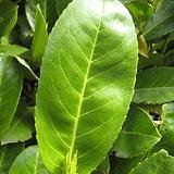 Photo of Prunus laurocerasus 'Rotundifolia'