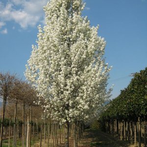 Photo of Pyrus calleryana 'Chanticleer'