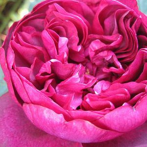 Photo of Rosa 'Darcey Bussell'- shrub rose