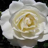 Photo of Rosa 'Iceberg' - climbing rose