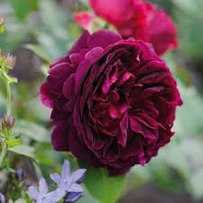 Photo of Rosa 'Munstead Wood' - shrub rose