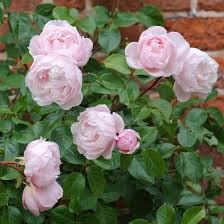 Photo of Rosa 'The Generous Gardener' - climbing rose