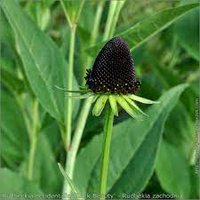 Photo of Rudbeckia occidentalis 'Black Beauty'
