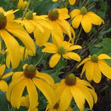 Photo of Rudbeckia laciniata 'Herbstsonne'