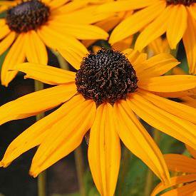 Photo of Rudbeckia fulgida 'Goldsturm'