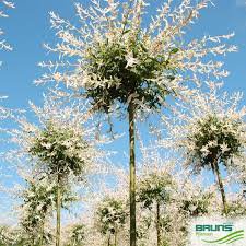 Photo of Salix 'Hakiro Nishiki'