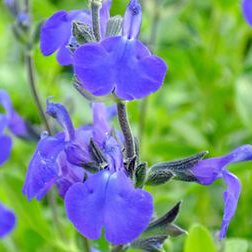 Photo of Salvia 'Blue Note'