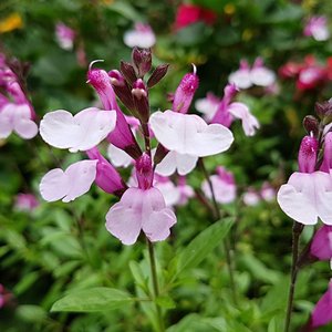 Photo of Salvia 'Dyson's Joy'