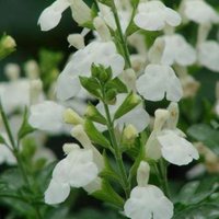 Photo of Salvia microphylla 'Gletsjer'
