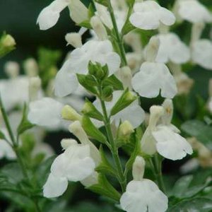 Photo of Salvia microphylla 'Gletsjer'