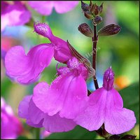 Photo of Salvia 'Lalarsha'
