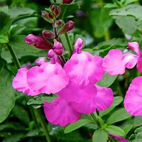 Photo of Salvia 'Lalarsha'