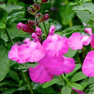 Photo of Salvia 'Lalarsha'