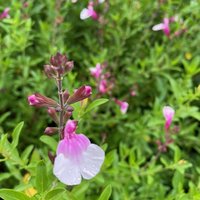 Photo of Salvia jamensis 'Magical Rio Grande'