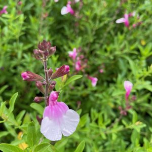 Photo of Salvia jamensis 'Magical Rio Grande'