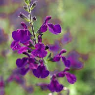 Photo of Salvia 'Nachtvlinder'