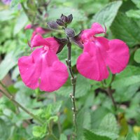 Photo of Salvia 'Neon'