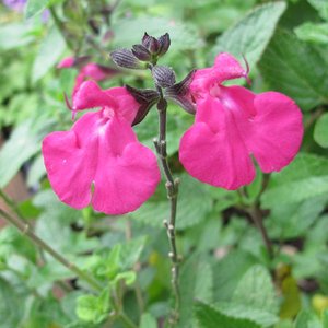 Photo of Salvia 'Neon'