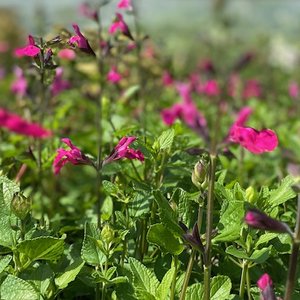 Photo of Salvia 'Neon'