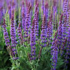 Photo of Salvia nemerosa 'East Friesland'