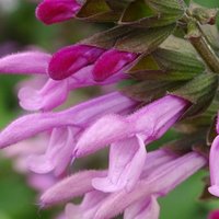 Photo of Salvia 'Pink Amistad'