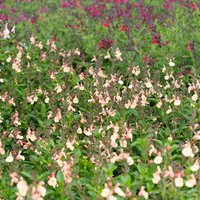 Photo of Salvia jamensis 'Magical Rio Grande'