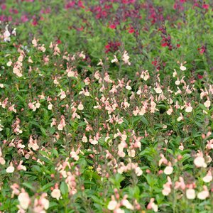 Photo of Salvia jamensis 'Magical Rio Grande'