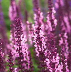 Photo of Salvia x sylvestris 'Rose Queen'