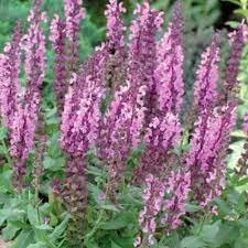 Photo of Salvia nemorosa 'Sensation Medium Pink'